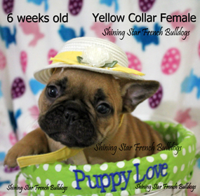 yellow 6 weeks adopted