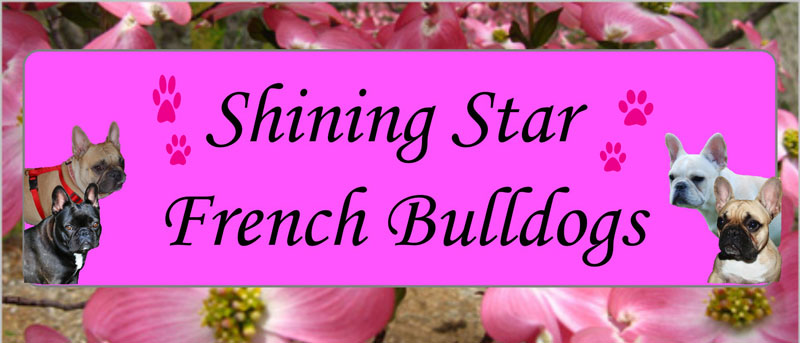 Shining Star French Bulldogs